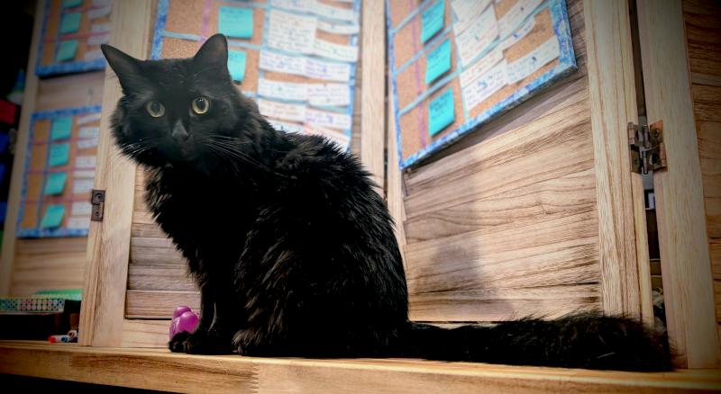A stunning black cat looks at the camera from in front of a storyboard